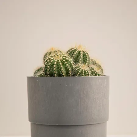 Luxury And Suites, Ideal For Tourists אכסניה ליסבון